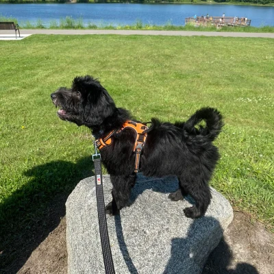 Charity Photo Dog 1