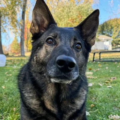 Charity Photo Dog 3