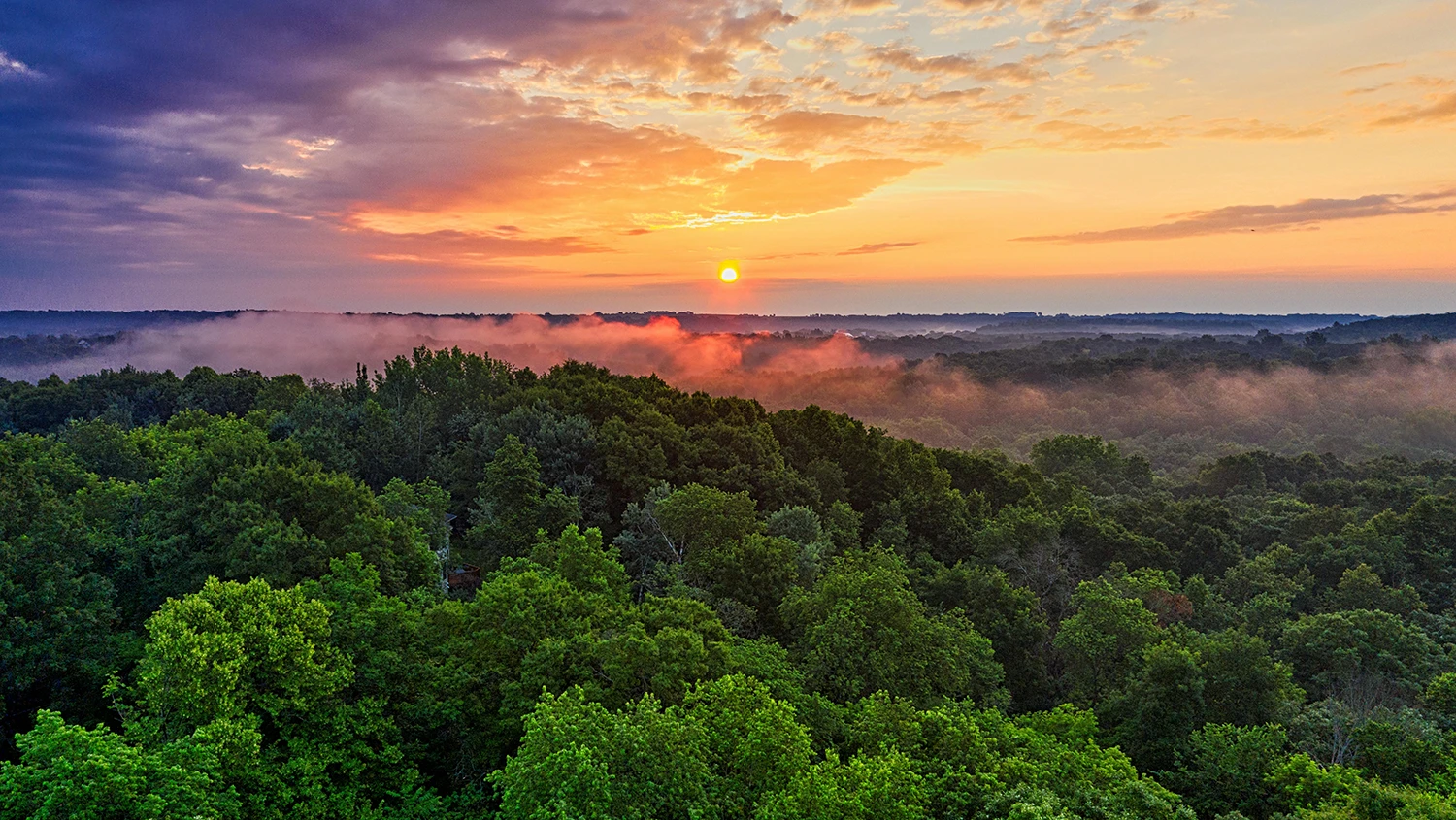 Landscape Photo Of Minnesota Forest