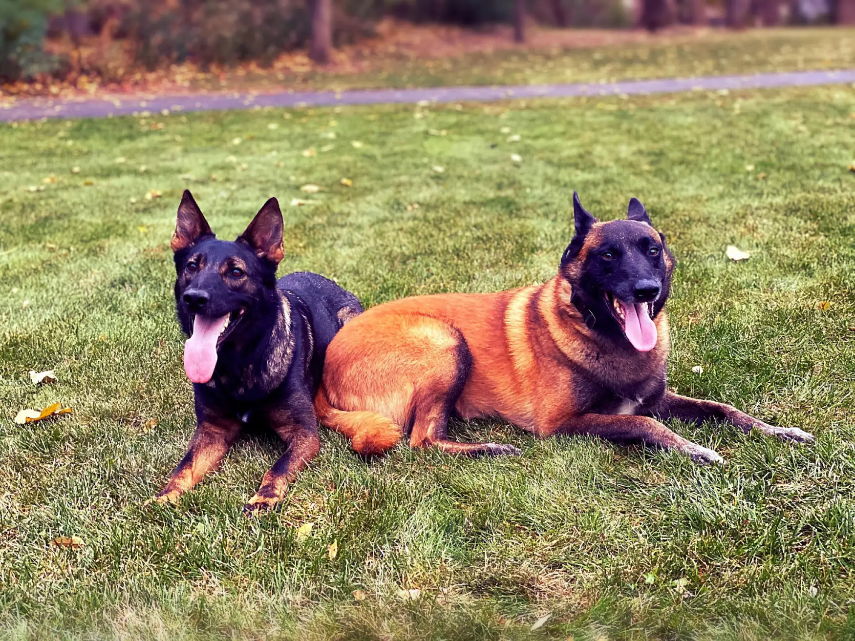 Soldiers 6 Dogs
